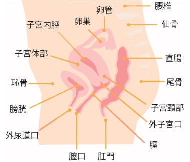 女性の内性器の位置(横からみたところ) 出典:講談社「子宮、卵巣の病気と治し方」(P30)