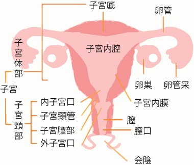 子宮と卵巣の構造 出典:講談社「子宮、卵巣の病気と治し方」(P31)